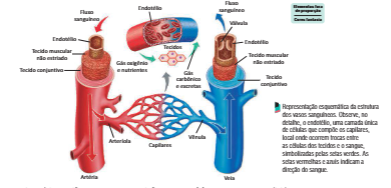 Esquema dos vasos: artérias, capilares e veias.