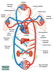 Esquema do coração, pulmões e circulação sanguínea no organismo.