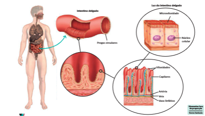 Níveis de organização: do corpo ao intestino, vilosidades e capilares.