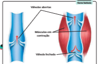 Esquema de válvulas nas veias e contração muscular.